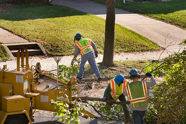 Trusted Lubbock, TX  Tree Services Experts